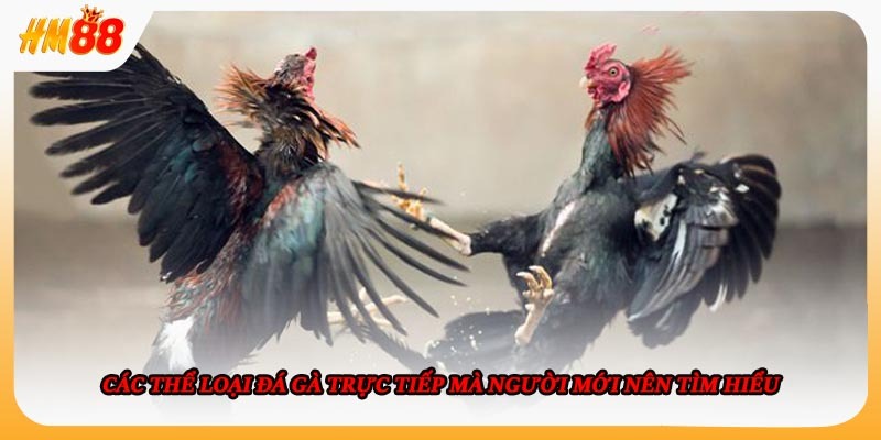 Top những sảnh đá gà được tin tưởng nhất