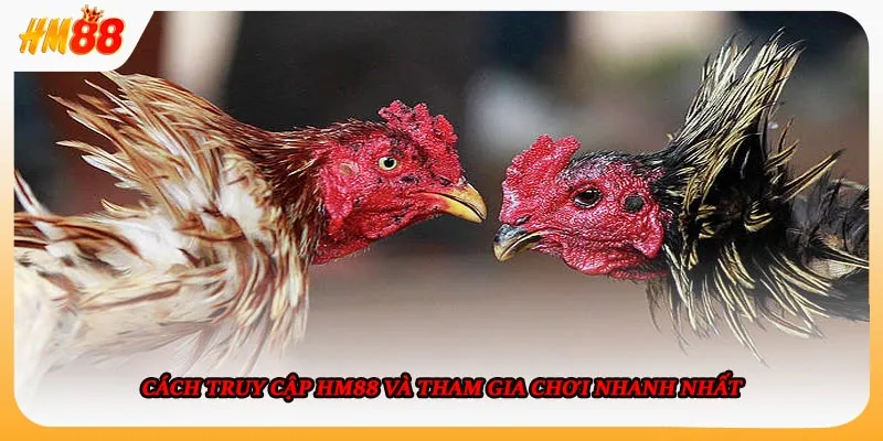 Trải nghiệm nổi bật khi chơi đá gà HM88 trực tuyến