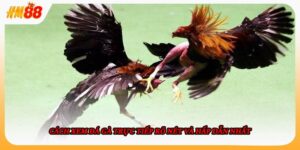 Đá Gà Trực Tiếp HM88 Trải Nghiệm Cùng Những Trận Đấu Hấp Dẫn